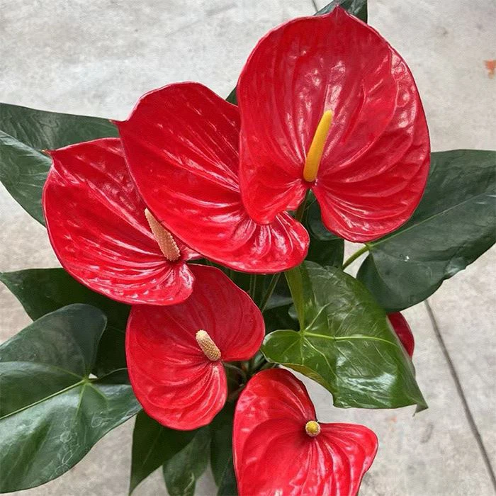 Anthurium OklaHoma