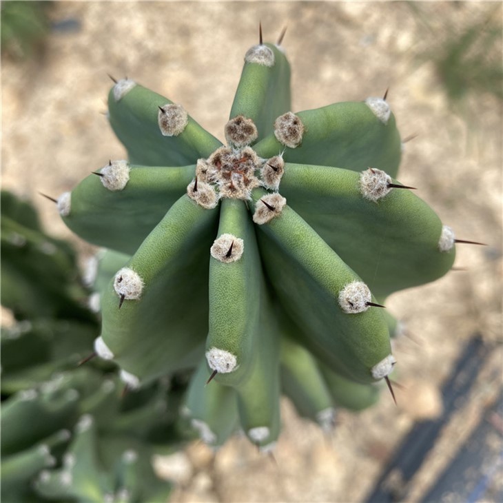 cereus monstrose flower