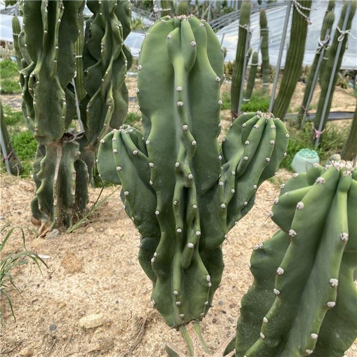 Cereus Monstrose