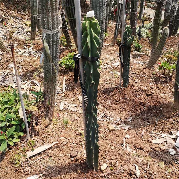 cereus monstruosus