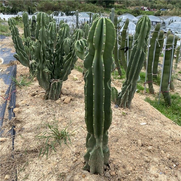 cereus peruvianus monstrose