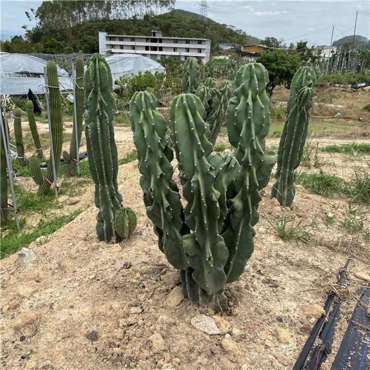 monstrose cactus