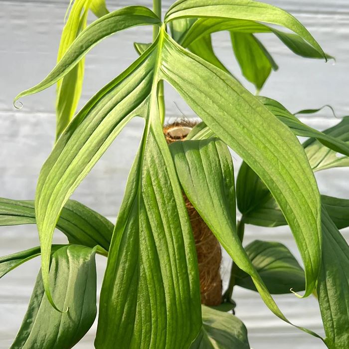 Spruceana Monstera