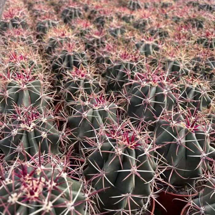Ferocactus gracilis