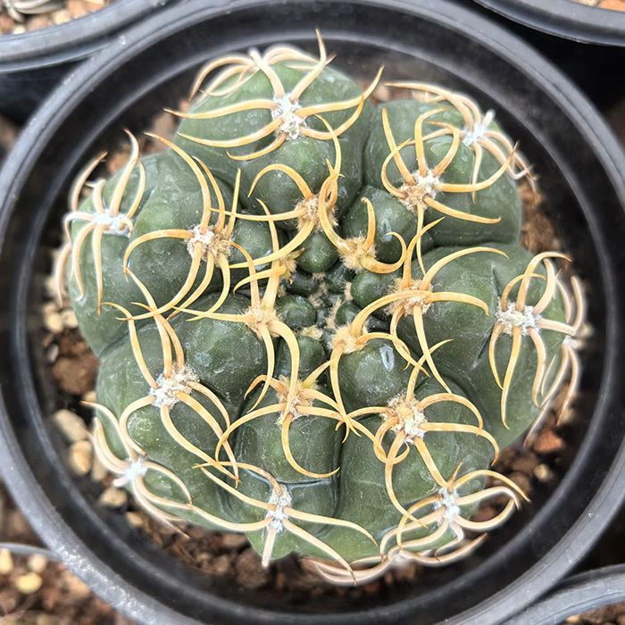 Gymnocalycium Denudatum