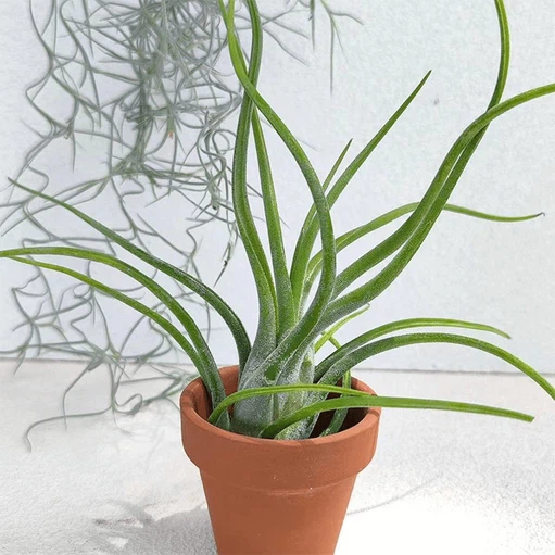 tillandsia ionantha tillandsia ionantha