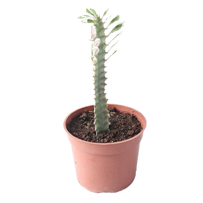 Euphorbia Trigona Variegated