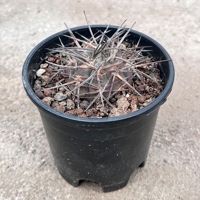 Gymnocalycium Mazanense