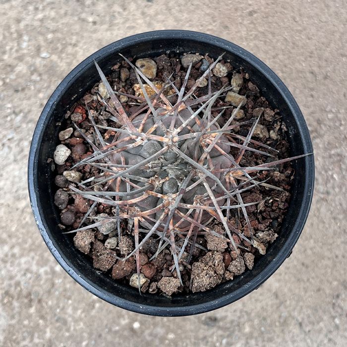 Gymnocalycium Mazanense care