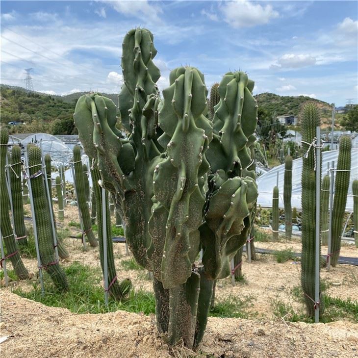 صبار التفاح الوحشي