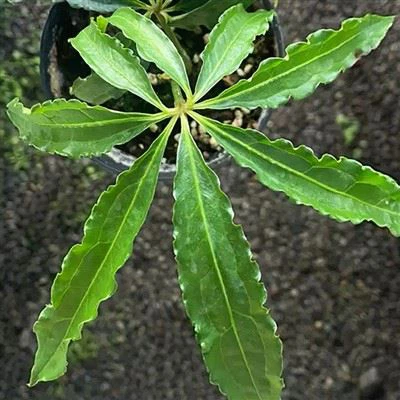 أنثوريوم بوليداكتيلوم