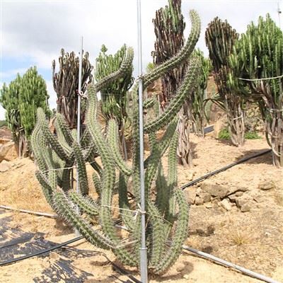 ستينوسيريوس إيروكا (Stenocereus) الكبير