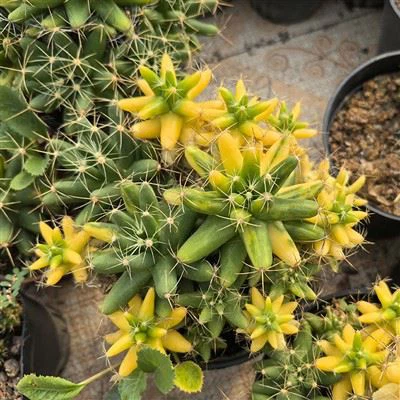 ماميلاريا لونجيما صبار