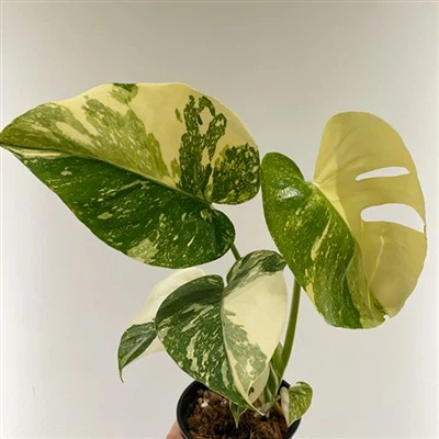كوكبة Monstera التايلاندية