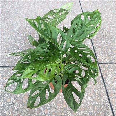 كيف أختار الصنف المناسب من نبات المونستيرا لمنزلي؟