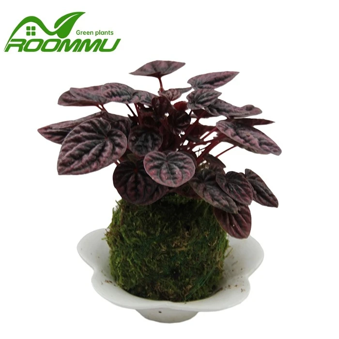 peperomia caperata